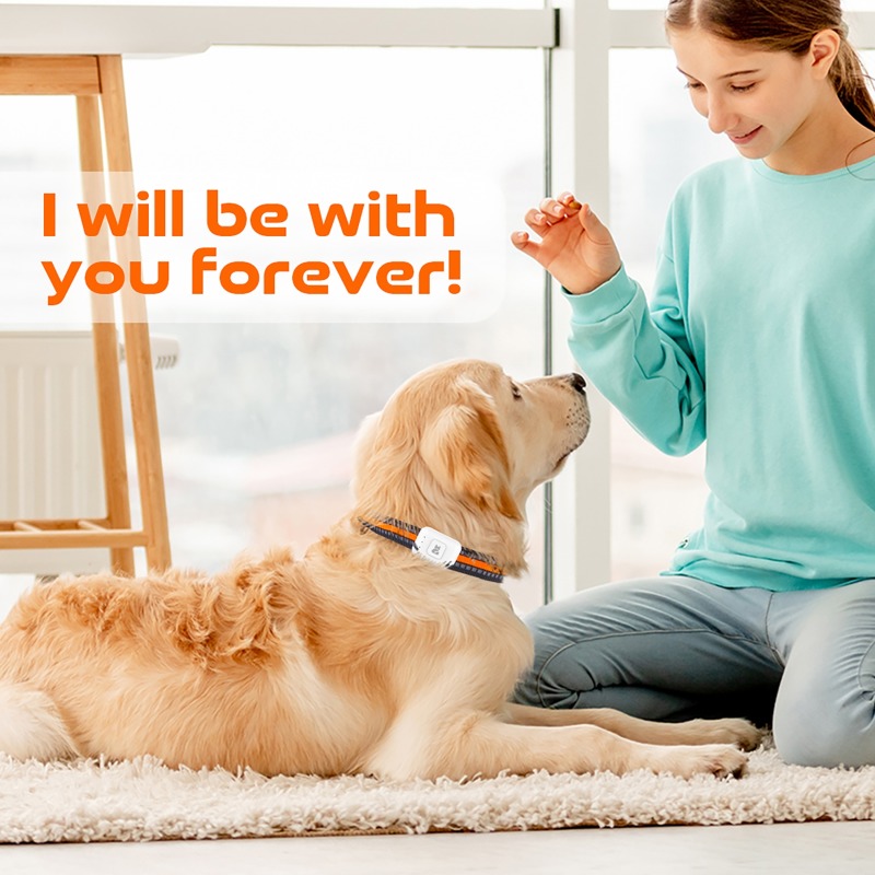 Dispositivo de rastreamento gp - Pet Supplies Discount avaliação e preço